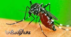 இலங்கையில் மலேரியாவால் ஒருவர் உயிரிழப்பு
