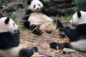  ஜப்பான் பூங்காவில்  வித்தியாசமாக காணப்பட்ட பாண்டா...?