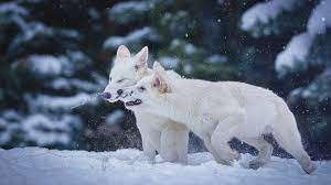 12,500 ஆண்டுகளுக்கு முன் அழிந்த விலங்கு இனம் - மீண்டும் உயிர்ப்பித்த விஞ்ஞானிகள்