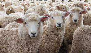 100 கிலோ கஞ்சா செடியை சாப்பிட்ட செம்பறி ஆடுகளின் வினோத செயல்....