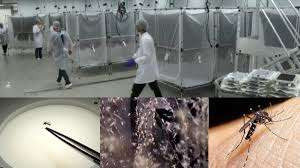 வாரத்திற்கு 190 மில்லியன் கொசுக்களை உற்பத்தி செய்யும் தொழிற்சாலை