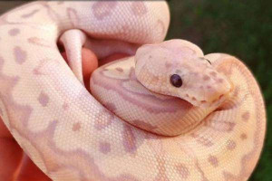 செல்லப்பிராணிகளாக வளர்ப்பதற்கு ஏற்ற பாம்பு எது தெரியுமா...?