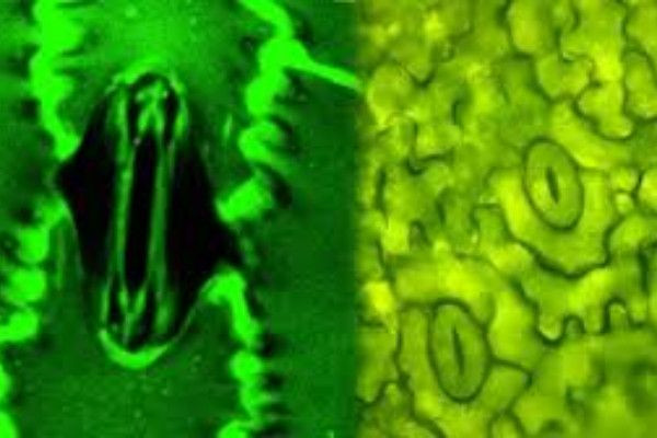  தாவரங்கள் சுவாசிக்கும் முதல்  ஆதாரம் - விஞ்ஞானிகளின் அசத்தல் கண்டுபிடிப்பு