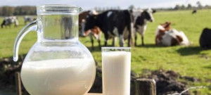 பாலில் நோய்க்கிருமிகள் - பிரித்தானிய பொதுமக்களுக்கு எச்சரிக்கை