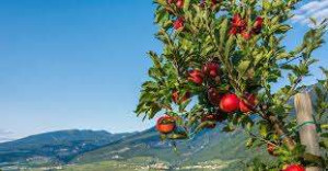 இத்தாலியில் கேபிள் கார்களில் பயணிக்கும் ஆப்பிள்கள்