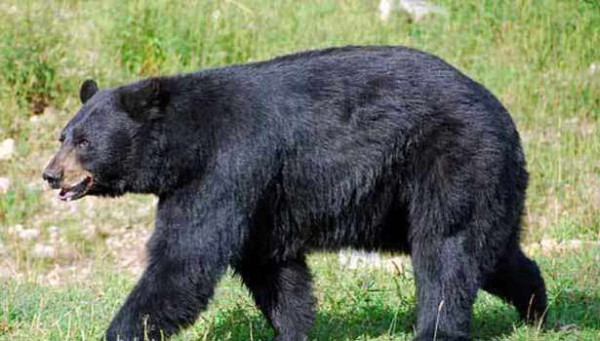  பிரிட்டிஷ் கொலம்பியாவில் கரடிகளால் ஆபத்து