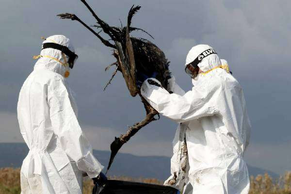 ஜேர்மனியில் விவசாயிகளை அச்சுறுத்தும்  பறவைக்காய்ச்சல்