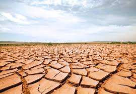 பிரித்தானியாவில் வறட்சியால் இறைச்சி உற்பத்தி பாதிக்கும் அபாயம்