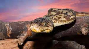 இந்தோனேசியாவில் மலைப்பாம்பின் வயிற்றிலிருந்து மீட்கப்பட்ட விவசாயியின் உடலம்