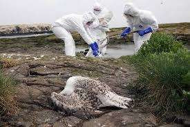  ஐரோப்பிய நாடுகளில் பரவும் பறவைக் காய்ச்சல்