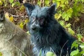 உக்ரைனில் திடீரென நீல நிறத்திற்கு மாறிய நாய்கள்