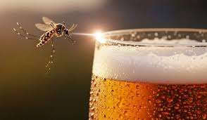 பீர் குடித்தால் நுளம்புகள் கடிக்குமாம் - புதிய அறிவியல் கண்டுபிடிப்பு