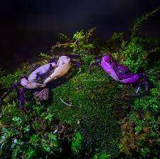 பூங்காவில் அரிய ஊதா நிற நண்டு கண்டுபிடிப்பு.....