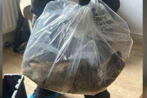 ஆஸ்திரேலியாவில் அச்சத்தை ஏற்படுத்திய எலி