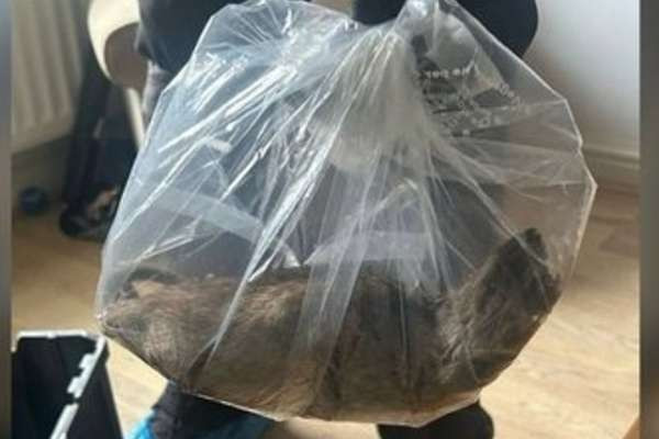 ஆஸ்திரேலியாவில் அச்சத்தை ஏற்படுத்திய எலி