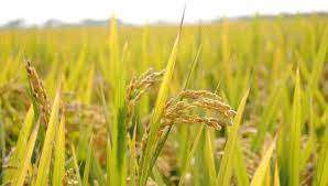 அரிசியால் புற்றுநோய் ஆய்வில் வெளியான அதிர்ச்சி தகவல்