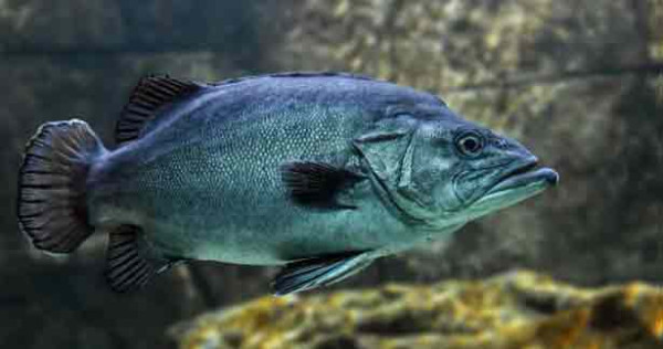 தேவையற்ற சண்டைகளில் அதிகம் ஈடுபடும் மீன்கள் - வெளியான விசித்திர காரணம்