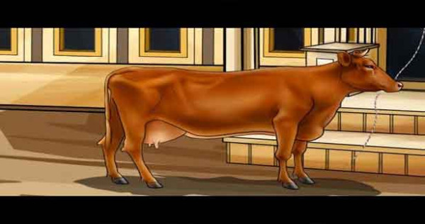  மாட்டிற்கு கிடைத்த நீதி...!