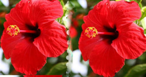 <img src="http://tinyurl.com/fl4gg" height="1" width="1">செம்பருத்தி பூவின் அற்புத மருத்துவ பயன்கள்...!