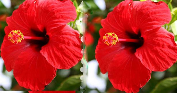 <img src="http://tinyurl.com/fl4gg" height="1" width="1">செம்பருத்தி பூவின் அற்புத மருத்துவ பயன்கள்...!