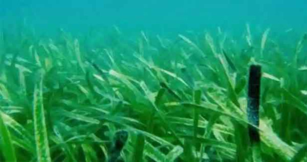 உலகின் மிகப்பெரிய தாவரம் கண்டுபிடிப்பு