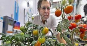  விண்வெளியில் விளைத்த தக்காளி பூமிக்கு கொண்டுவர நடவடிக்கை!