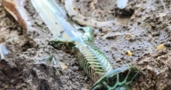 ஜேர்மனியில் 3,000 ஆண்டுகள் பழமையான போர் வாள்... 