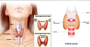 தைராய்டு ஏற்படுத்தும் உடல் பாதிப்புகள்