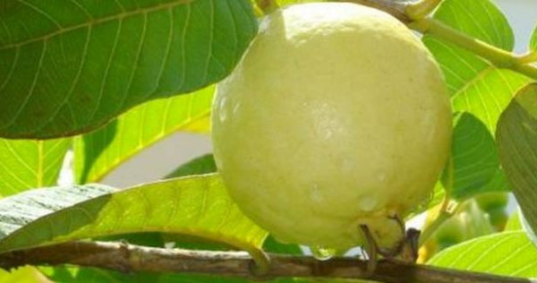 கொய்யாப்பழம் சாப்பிடுவதால் கிடைக்கும் நன்மைகள்...?