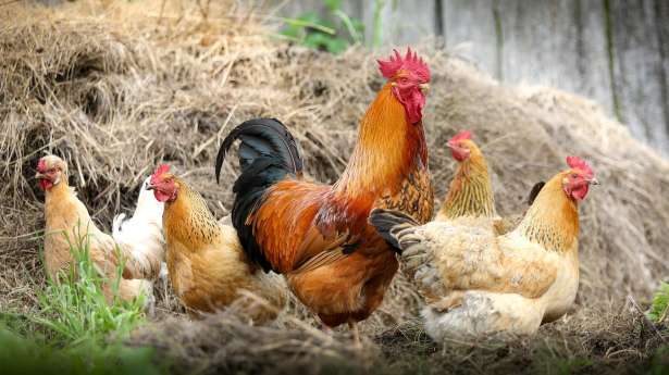 Île-de-France : உள்ளூர் கோழிகளின் முட்டைகளை உண்ணவேண்டாம் என அறிவுறுத்தல்!!