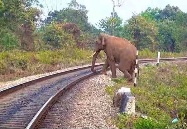 யானைகள் பலியாவதை தடுக்கும் ஏ.ஐ., தொழில்நுட்பம் விரிவாக்கம்: ரயில்வே துறை முடிவு