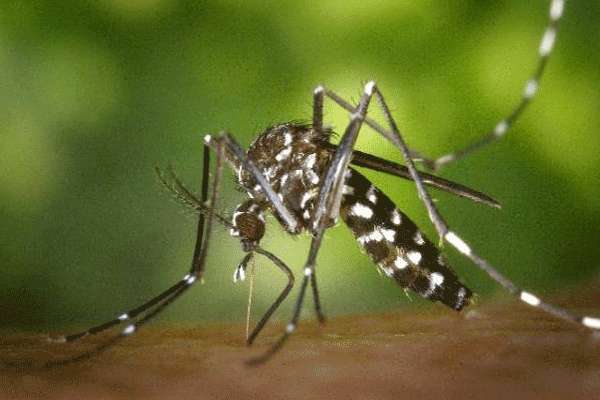 இலங்கையில் புதிய நுளம்பு இனம் கண்டுபிடிப்பு