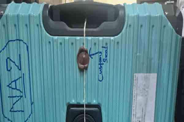 கட்டுநாயக்க விமான நிலையத்தில் கைவிடப்பட்ட பொதியில் சிக்கிய மர்மம்