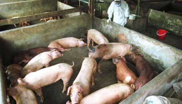 இலங்கையில் நிபா பாதித்த பன்றிகளை கண்டுபிடிக்க சோதனை!