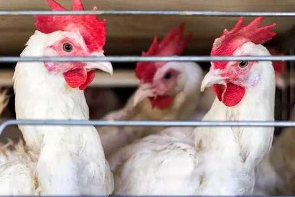  தென் ஆப்பிரிக்காவில் தீவிரமாக பரவும் கொடிய காய்ச்சல்!