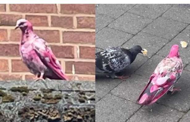 பிரித்தானியாவில் பிங்க் புறா - ஆச்சிரியத்தில் மக்கள்