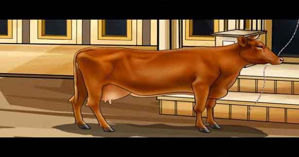 மாட்டிற்கு கிடைத்த நீதி...!