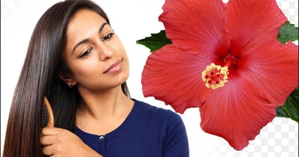 கூந்தல் பிரச்சனைக்கு தீர்வு தரும் செம்பருத்தி