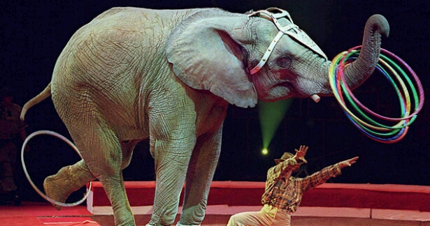 'சர்கஸ்' - யானைகளுக்கு Good Bye!!